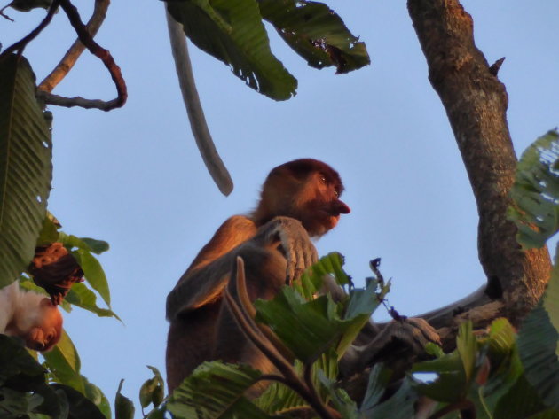 Neusaap in de jungle