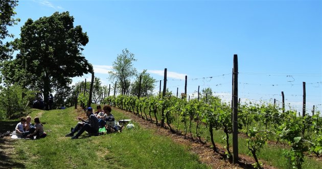 Picnic in de wijngaarden 