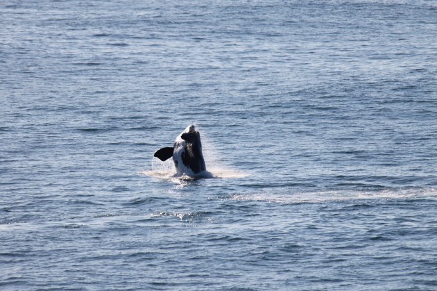 Jumping Southern Right Whale @ De Kelders South Africa