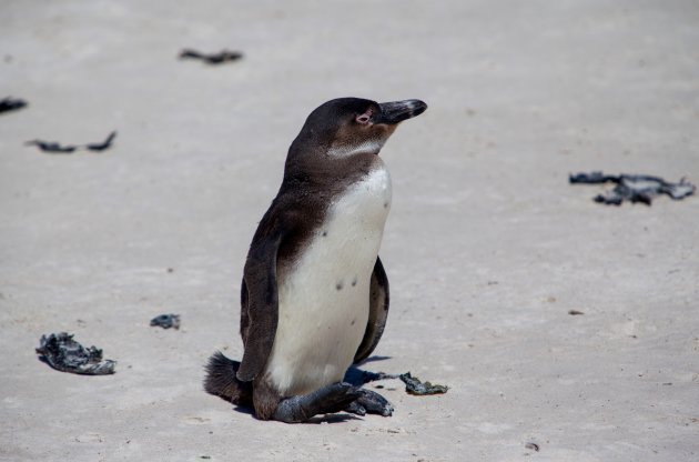 Zwartvoetpinguïn