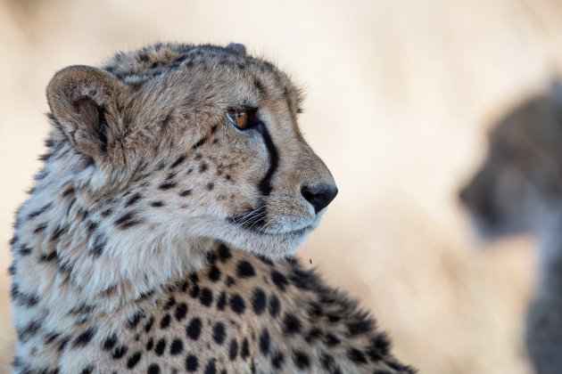 trotse moeder cheetah