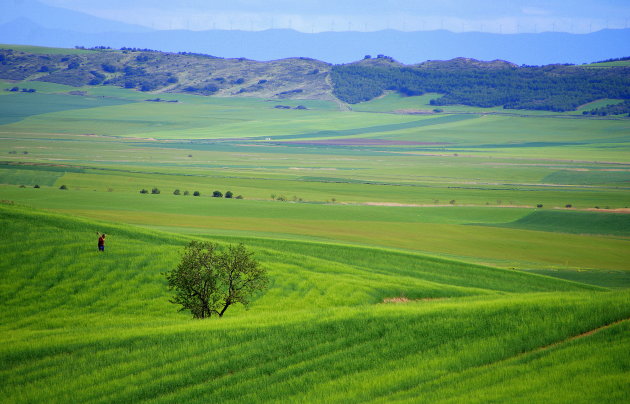 Uitgestrekte groene velden