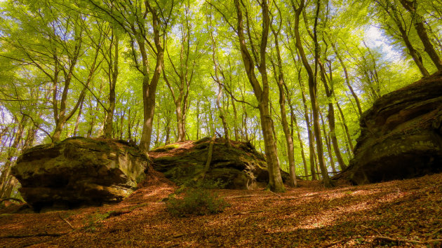 Het bos van Nommerlayen