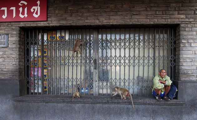 Brutale apen in Lopburi