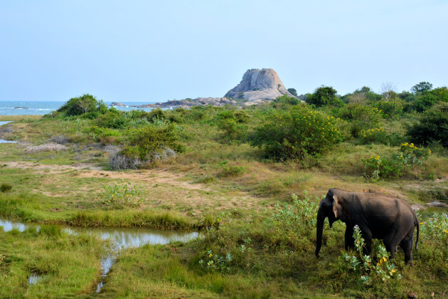 Olifant in Yala NP