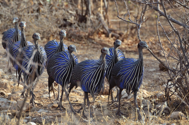 Vulturine Guineafowl