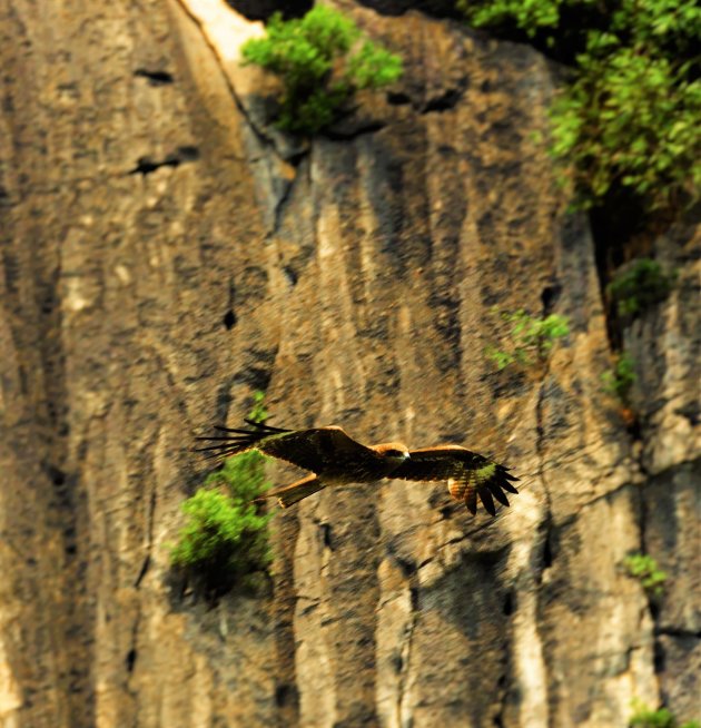 Vogeltjes in Halong Bay