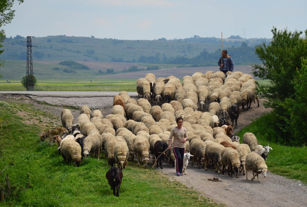 Schapen op de weg