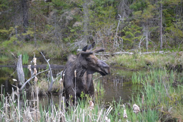 Eerste eland in het wild