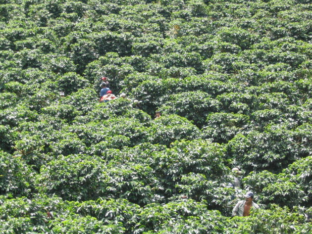 Zoekplaatje in koffieplantage