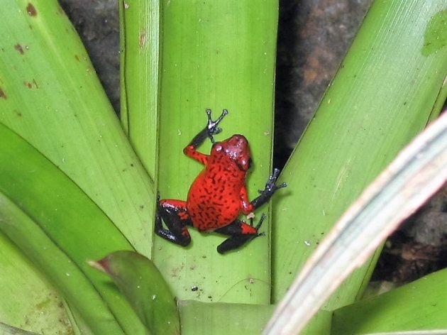 Blue Jeans Frog