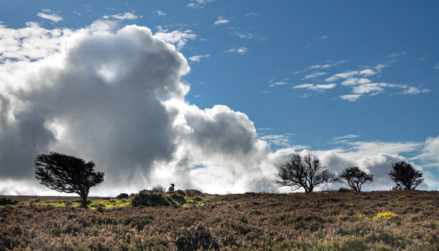 Lonely sheep in Exmoor