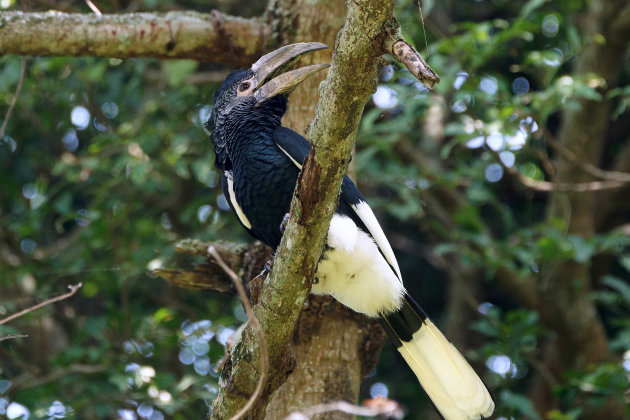 Witpoot neushoornvogel in Entebbe