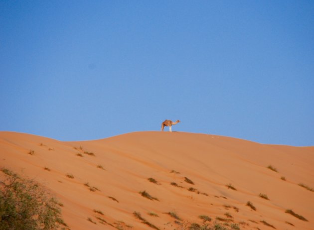 Eenzaam op de top