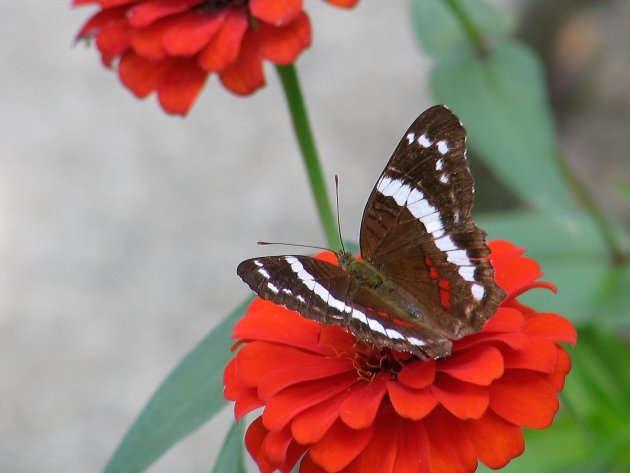 Vlinder op bloem