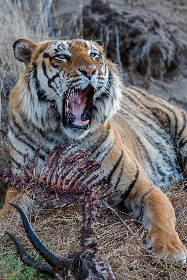 restjesdag - tijger