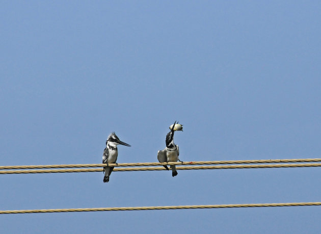 Kil door een Pied Kingfisher!