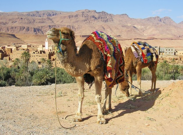 kamelen bij Tinerhir