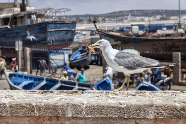 Vissershaven Essaouira