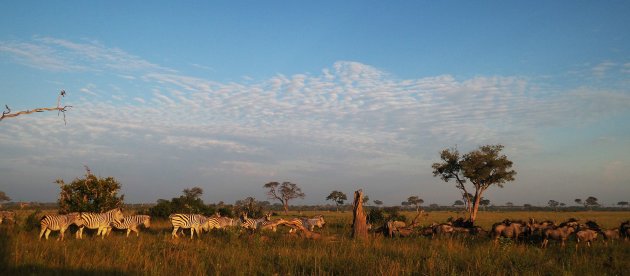 Breedbeeld safari