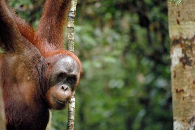 Semenggoh Wildlife Rehabilitation Centre, Sarawak, Malaysia