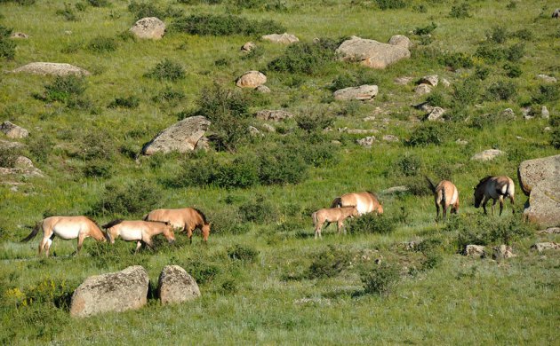 Wilde przewalskipaarden in Hustai NP