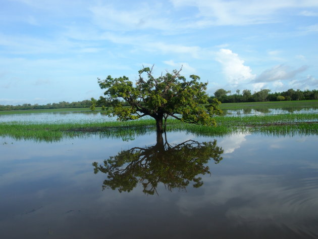 Adembenemende wetlands