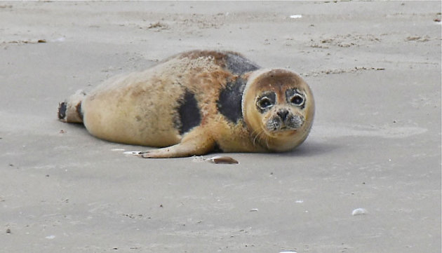 Een zeehond op het robbeneiland