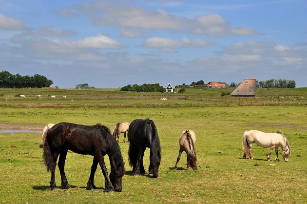 Texel !