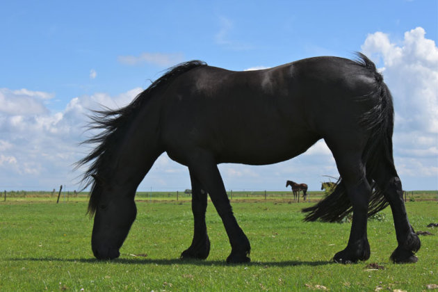 Paarden aan het grazen op Ameland