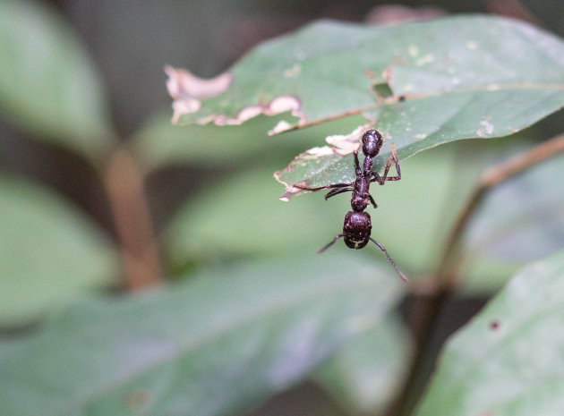 Pijnlijkste beet: Bullet ant / Kogelmier!