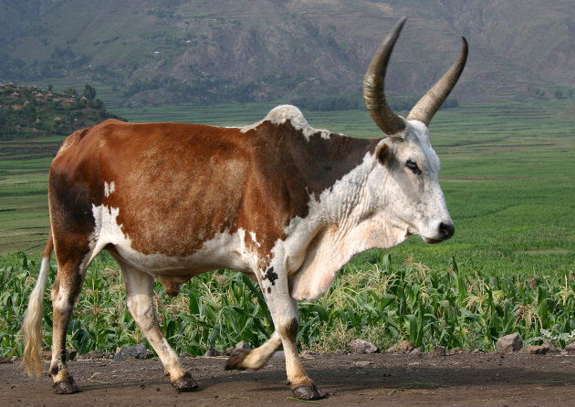 Zebu