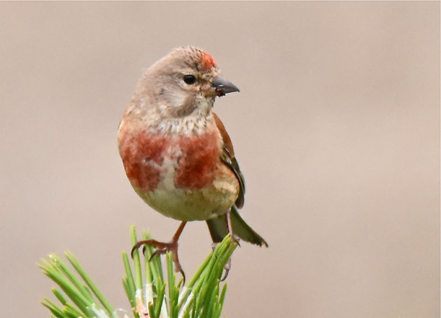 Een common linnet 