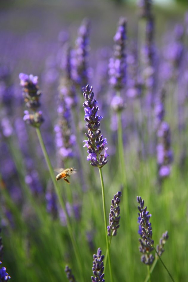 Kleuren van de Provence