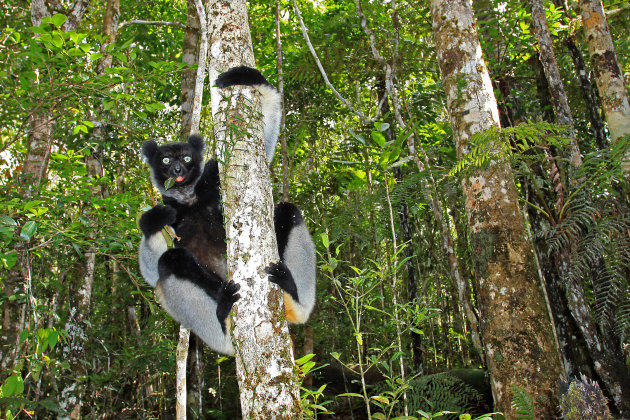 Op zoek naar de Indri in Madagaskar