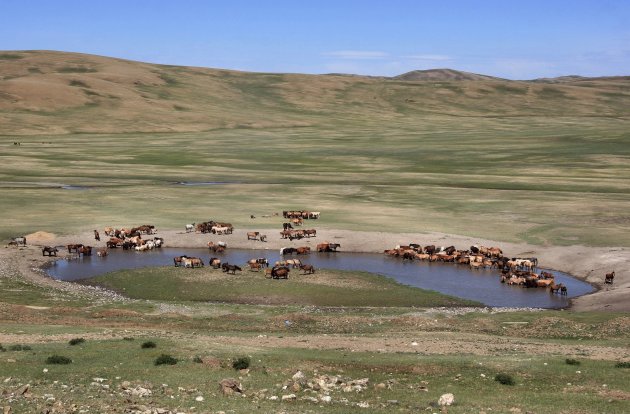 paarden bij een waterplaats