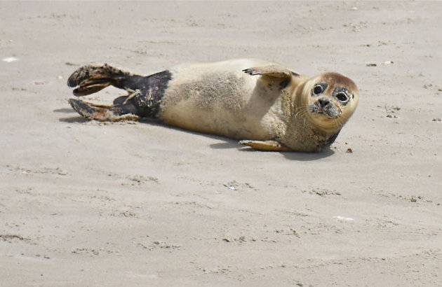 Op de Robbenbank in de waddenzee