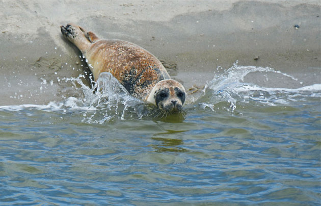 Zeehond neemt een duik!