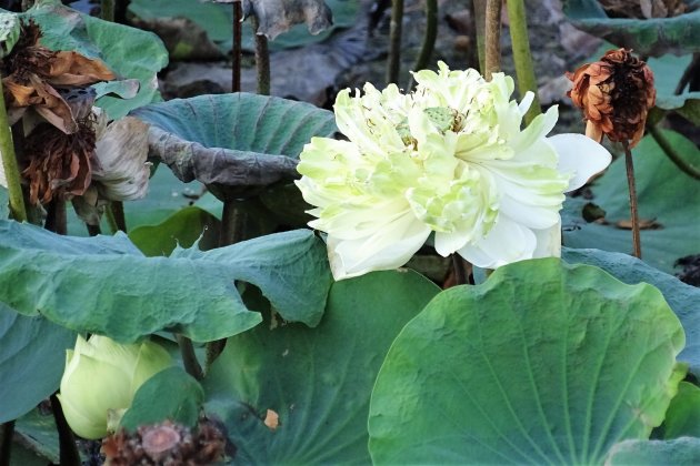 Lotusbloemen.