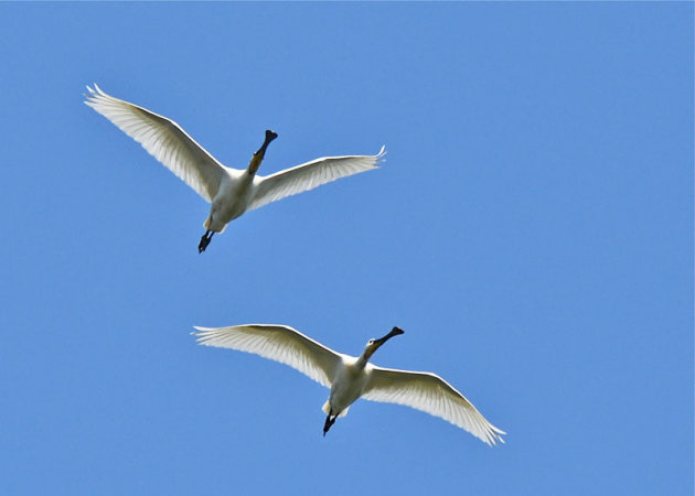 Lepelaars in de lucht bij Texel