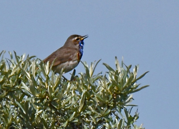 Een blauwborst