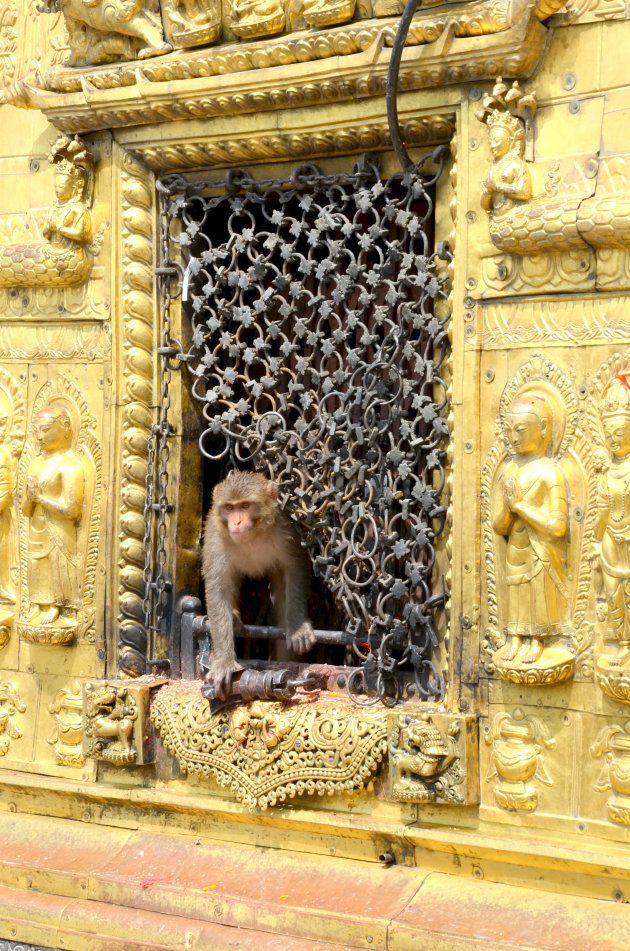 Swayambunath temple, of wel apentempel.