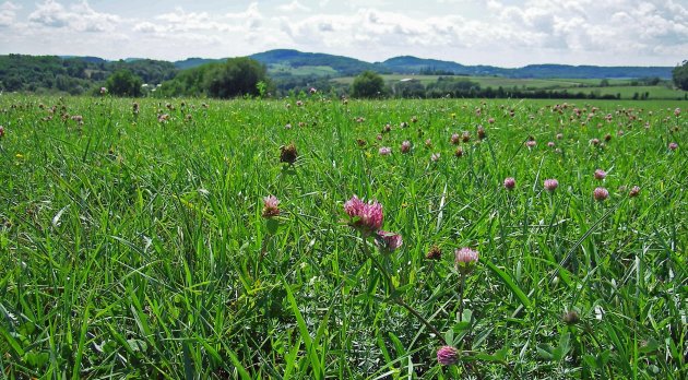 klaverweide in de Jura