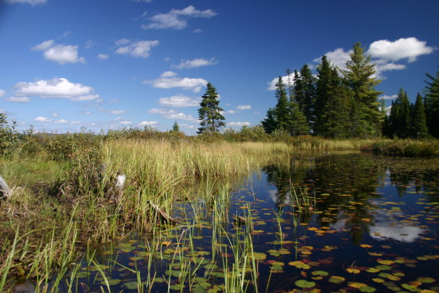 Diep in Algonquin 