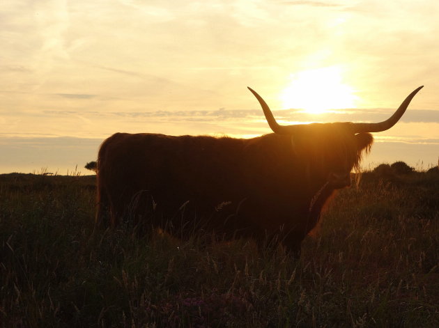 Verrassend Vlieland