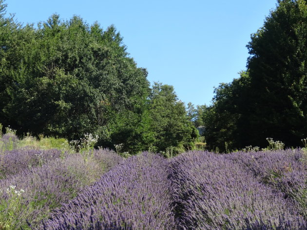 De verborgen lavendelvelden van Piemonte