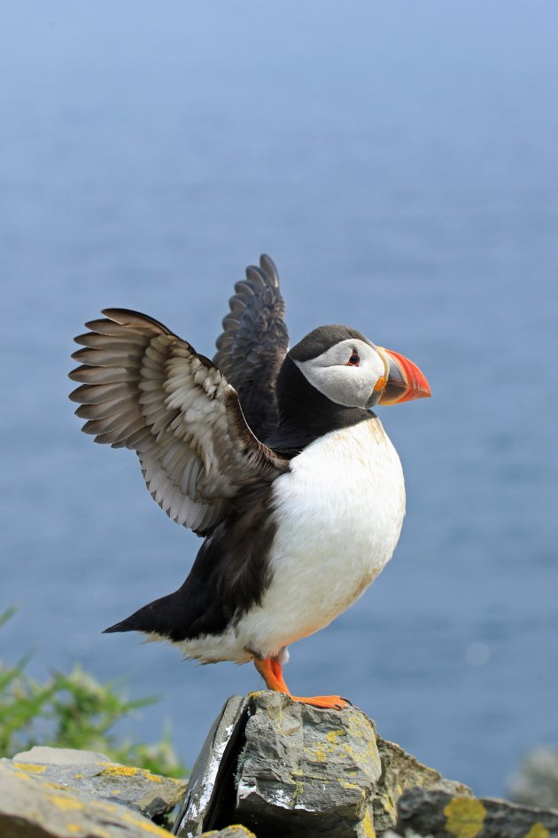 Puffin op Noss