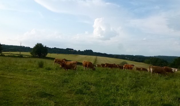 Zo Tevreden als een Koe in Frankrijk