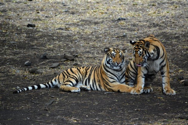 Als je tussen flic en flac en Tamarin het parc Casela kan bezoeken , zeker doen !! Er zitten daar tijgers, leeuwen ,zebras,antilopen, schildpadden en zoveel meer. Indien je het wil kan men ook bij de leeuwen en de tijgers gaan zitten onder begeleiding (za