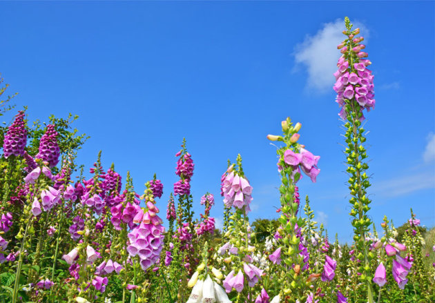 Vingerhoedskruid op Ameland